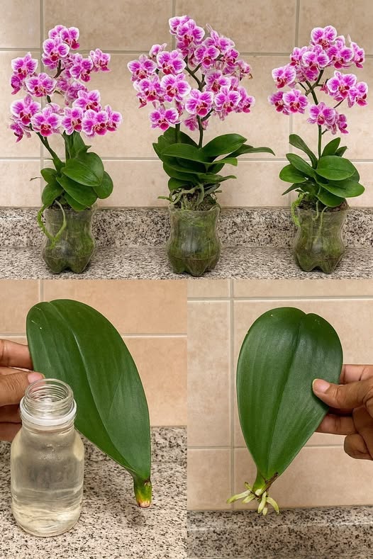 Die Orchidee des Nachbarn – eine Geschichte der Fürsorge
