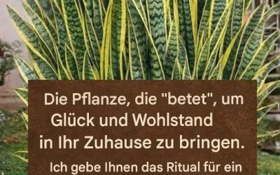 Die Pflanze, die „betet“, um Glück und Wohlstand in Ihr Zuhause zu bringen.