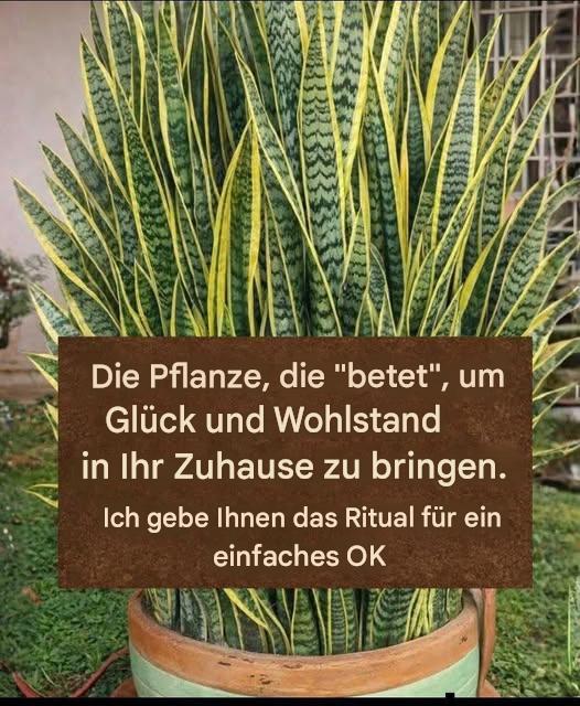 Die Pflanze, die „betet“, um Glück und Wohlstand in Ihr Zuhause zu bringen.
