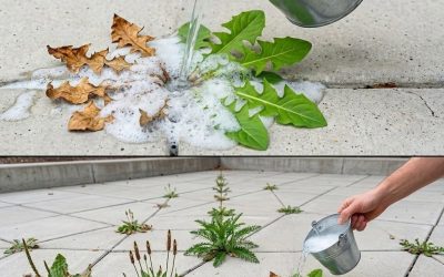 Unkraut ist eine der größten Herausforderungen für Hausbesitzer, Gärtner und alle, die Wert auf einen gepflegten Garten legen. Egal wie sorgfältig man den Garten pflegt, unerwünschte Pflanzen scheinen einfach nicht aufhören zu wollen, zwischen Pflastersteinen, entlang von Zäunen, in Kiesauffahrten und um Beete herum zu wachsen.  Jahrzehntelang griffen viele Menschen auf handelsübliche Herbizide zurück, um das Problem zu lösen. Obwohl diese Produkte wirksam sein können, haben Bedenken hinsichtlich der Umweltauswirkungen, versehentlicher Exposition und der Folgen für Nützlinge viele Hausbesitzer dazu veranlasst, nach alternativen Lösungen zu suchen.  Eine der beliebtesten Hausmittel zur Unkrautbekämpfung verwendet einfache Haushaltszutaten, die in den meisten Küchen zu finden sind. Richtig gemischt ergeben diese Zutaten ein wirksames Kontaktspray, das unerwünschtes Unkraut schnell abtötet.  Bevor man jedoch ein selbstgemachtes Unkrautvernichtungsmittel verwendet, ist es wichtig, sowohl seine Stärken als auch seine Grenzen zu kennen.  Natürlich bedeutet nicht automatisch harmlos, und einige Inhaltsstoffe können bei unsachgemäßer Verwendung die Bodenqualität beeinträchtigen.  Warum Unkraut so schwer zu bekämpfen ist Unkräuter sind bemerkenswert widerstandsfähig, weil sie sich so entwickelt haben, dass sie unter widrigen Bedingungen überleben können.  Viele Arten:  Wachsen schnell Produziert Tausende von Samen Entwickeln Sie tiefe Wurzelsysteme Dürre tolerieren Unterirdisch ausbreiten Das bedeutet, dass es nicht immer ausreicht, nur den sichtbaren Teil der Pflanze zu entfernen.  Manche Unkräuter können aus tief unter der Oberfläche verborgenen Wurzeln immer wieder neu austreiben.  Die Inhaltsstoffe dieses selbstgemachten Sprays Diese beliebte Mischung basiert auf vier Hauptzutaten:  Weißweinessig Salz Zitronensäure Flüssiges Geschirrspülmittel Jeder Inhaltsstoff spielt eine spezifische Rolle bei der Schädigung des Unkrauts.  Die wissenschaftlichen Hintergründe der einzelnen Zutaten werden auf der nächsten Seite erläutert.