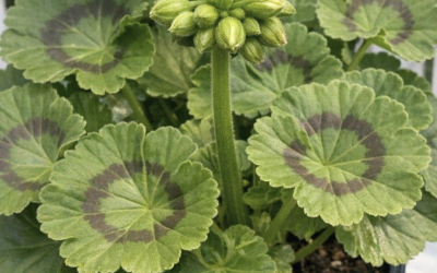 Haben Sie Geranien? 10 wichtige Dinge, die Sie im Mai tun sollten, um eine ununterbrochene, üppige Blüte bis zum Frost zu gewährleisten.